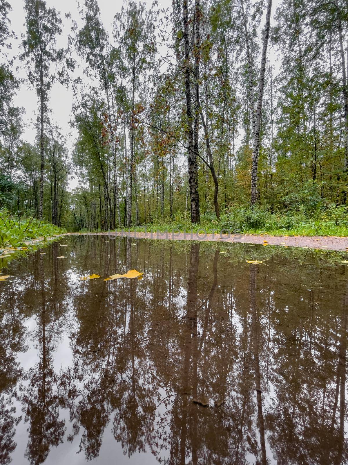 The pool in the autumn park, yellow leaves on trees and on the ground, naked trees, walking people, rainy weather. High quality photo
