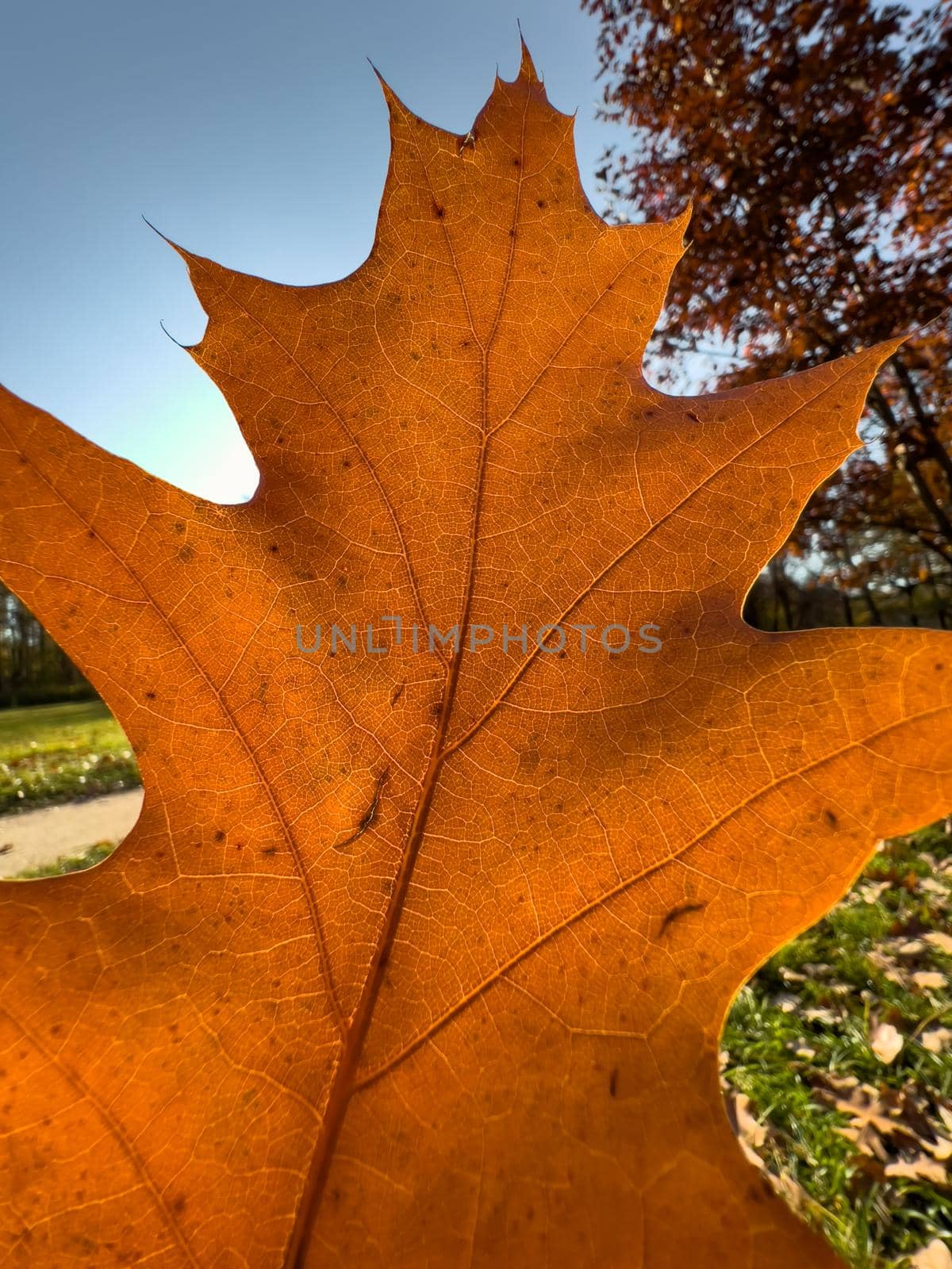 The close-up view of an orange leaf heading in the wind, the leaf is shining through the sun, autumn is in full swing. High quality photo