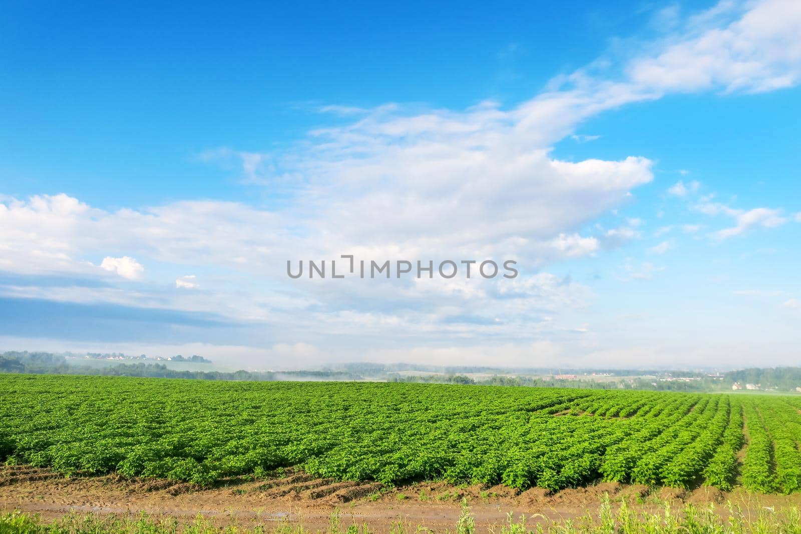 Green crops growing in straight rows in the agricultural field, the landscape in the spring or early summer.