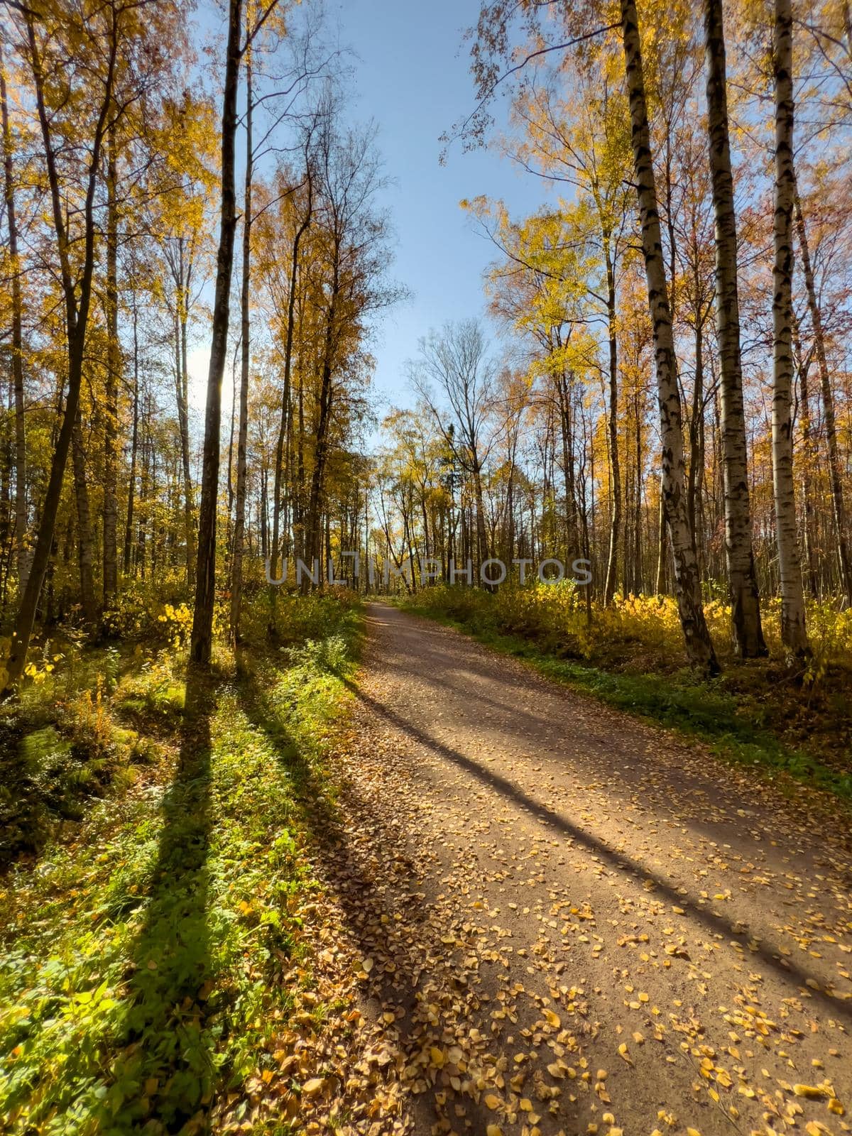 The path in the autumn park, yellow leaves on trees and on the ground, long shadows of trees, walking people, sunbeams of the sun,. High quality photo