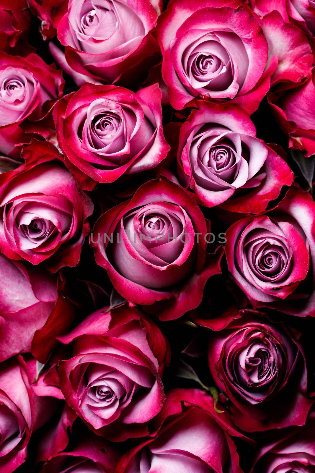 Many pink roses background by Yellowj