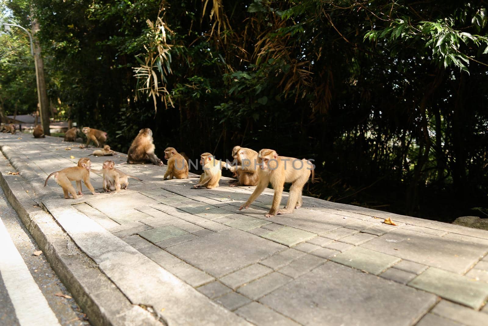 Monkey family walking on road in Thailand. by sisterspro