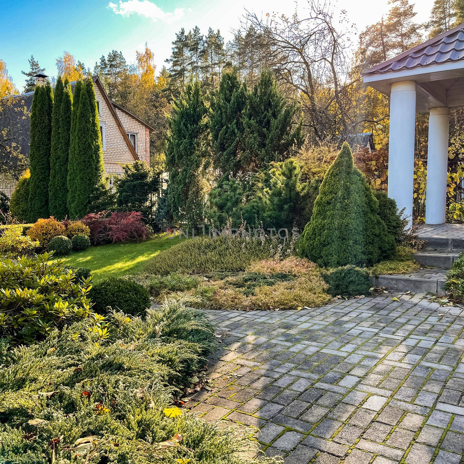 Landscaping of a garden with a green lawn, colorful decorative shrubs and shaped yew and boxwood, Buxus, in autumn. Gardening concept.