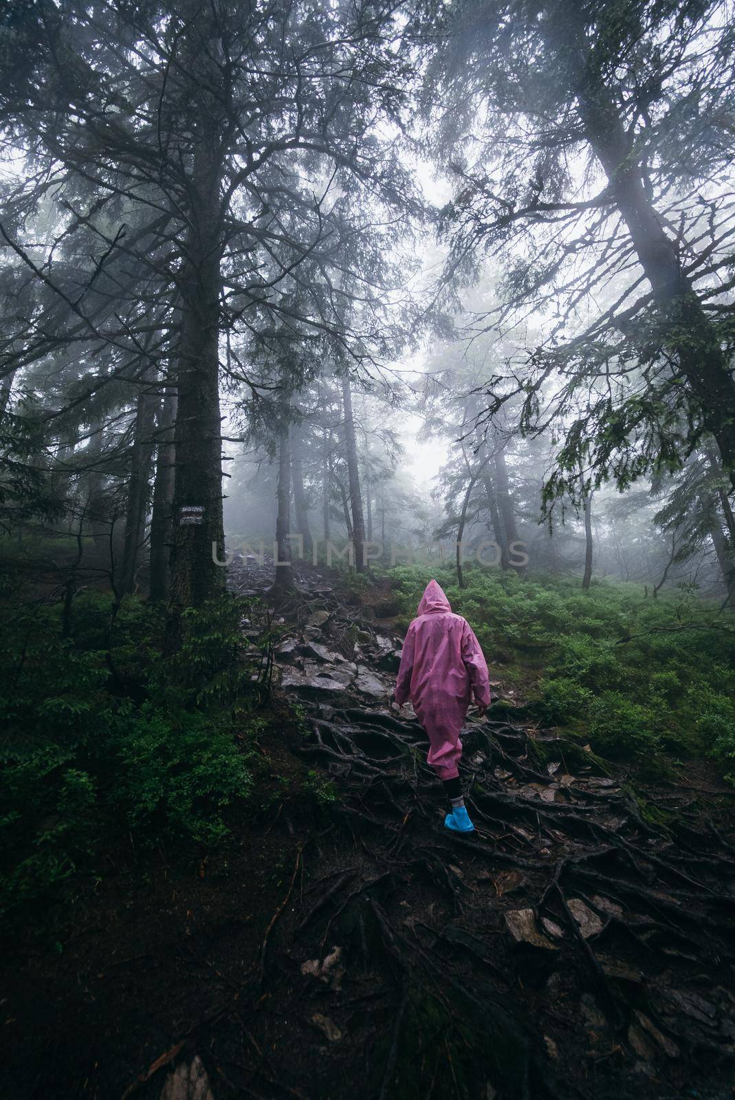 woman in raincoat walking by rainy forest