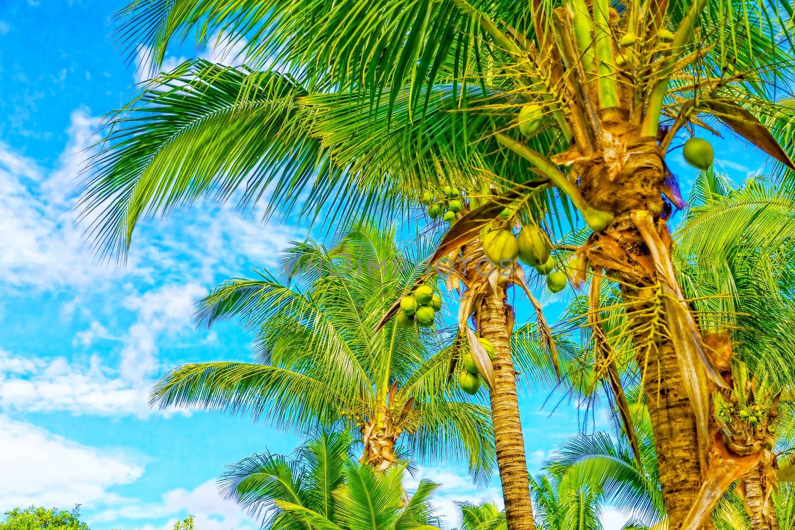 Coconut trees against the blue sky and white clouds. On the tropical coast of a secluded island.