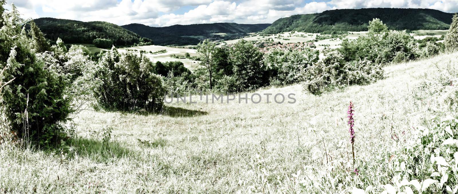 Gymnadenia orchid with panoramic view to the Swabian Alb, infrared
