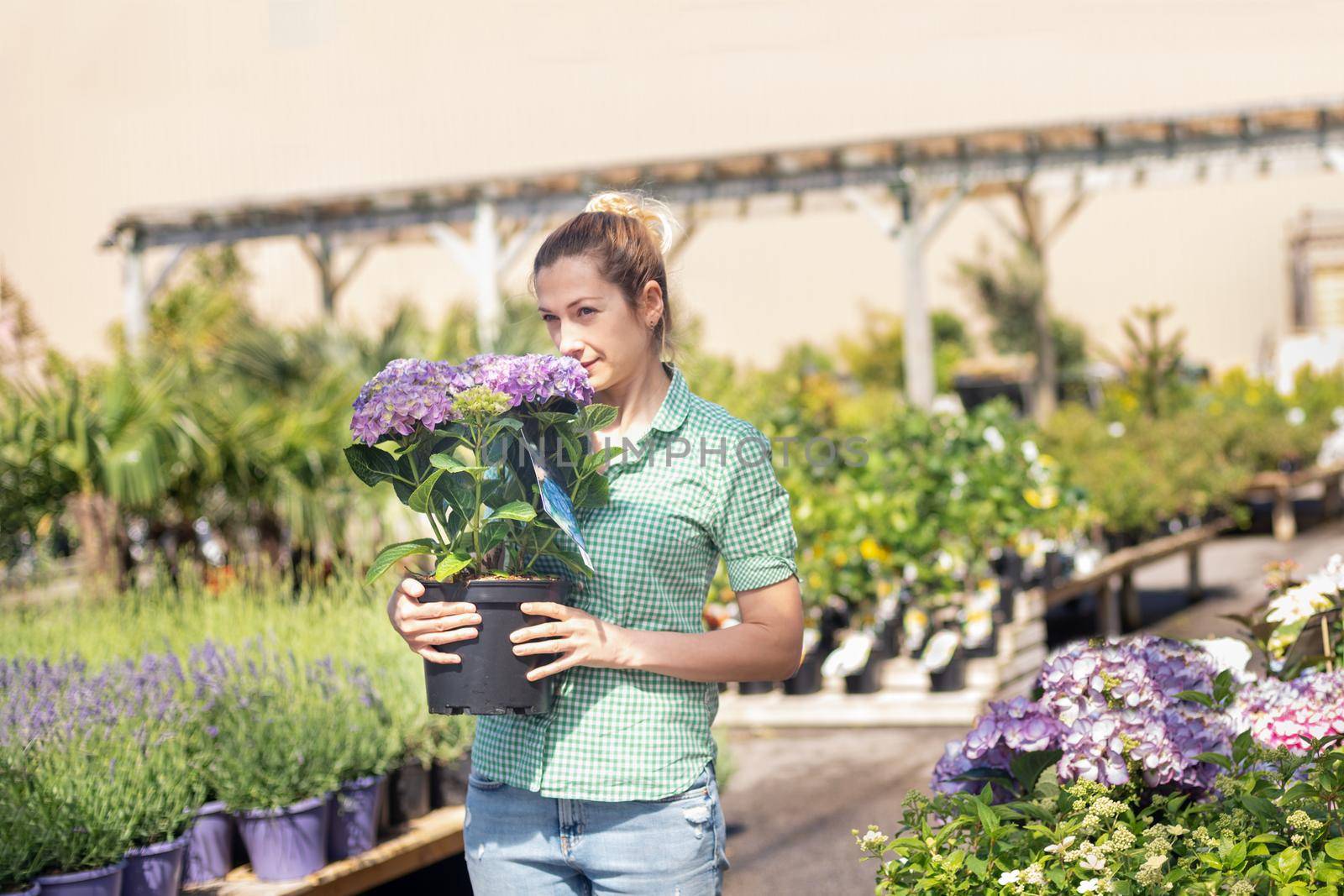 Girl holds purple hydrangea in a pot at a flower shop