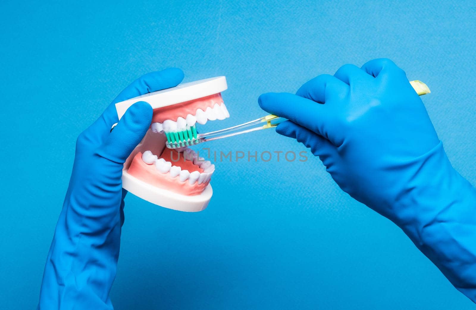 Closeup of Hands in blue gloves brushing teeth model on blue background