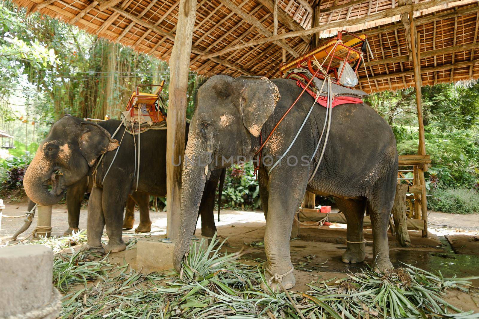 Large elephants with rider saddle in Thailand. by sisterspro