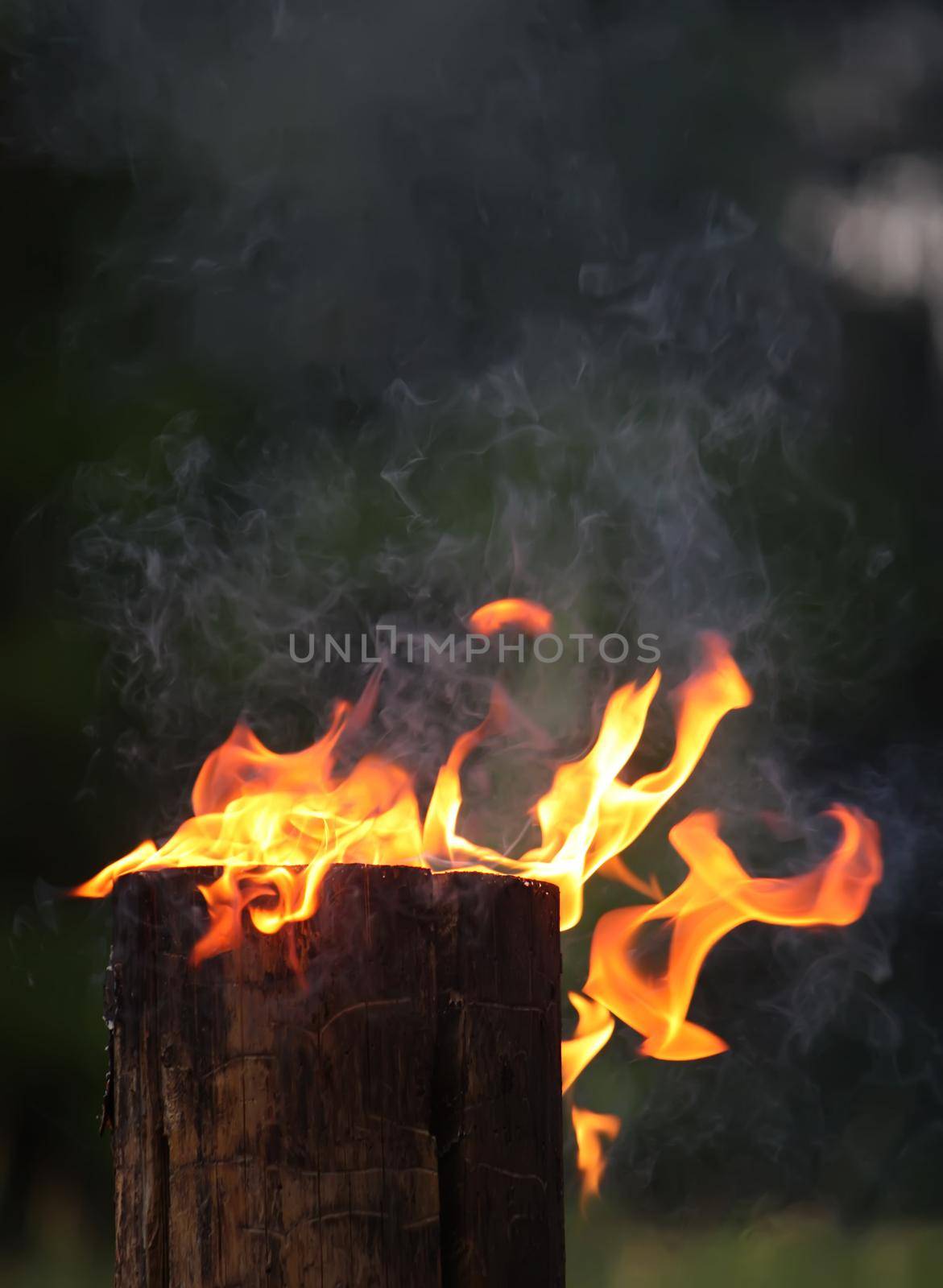 Bright fire flame outdoors. Burning tree stump.