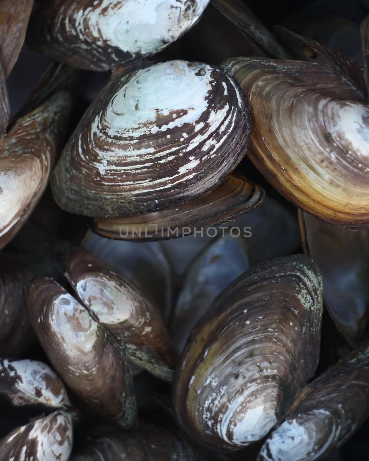 Mussels close up by nightlyviolet
