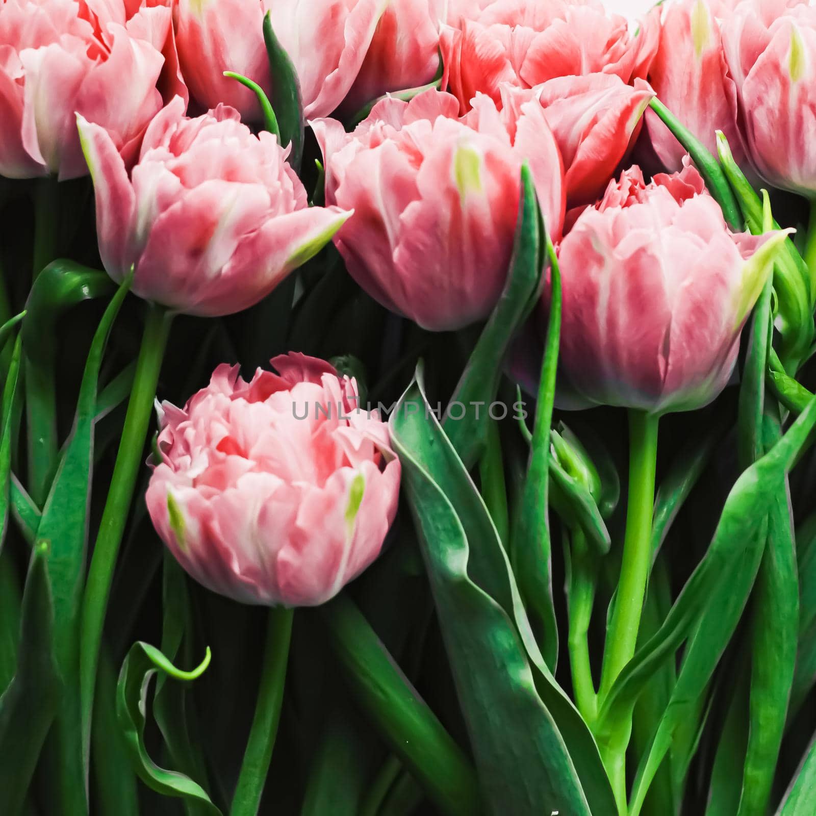 Spring flowers on marble background as holiday gift, greeting card and floral flatlay concept