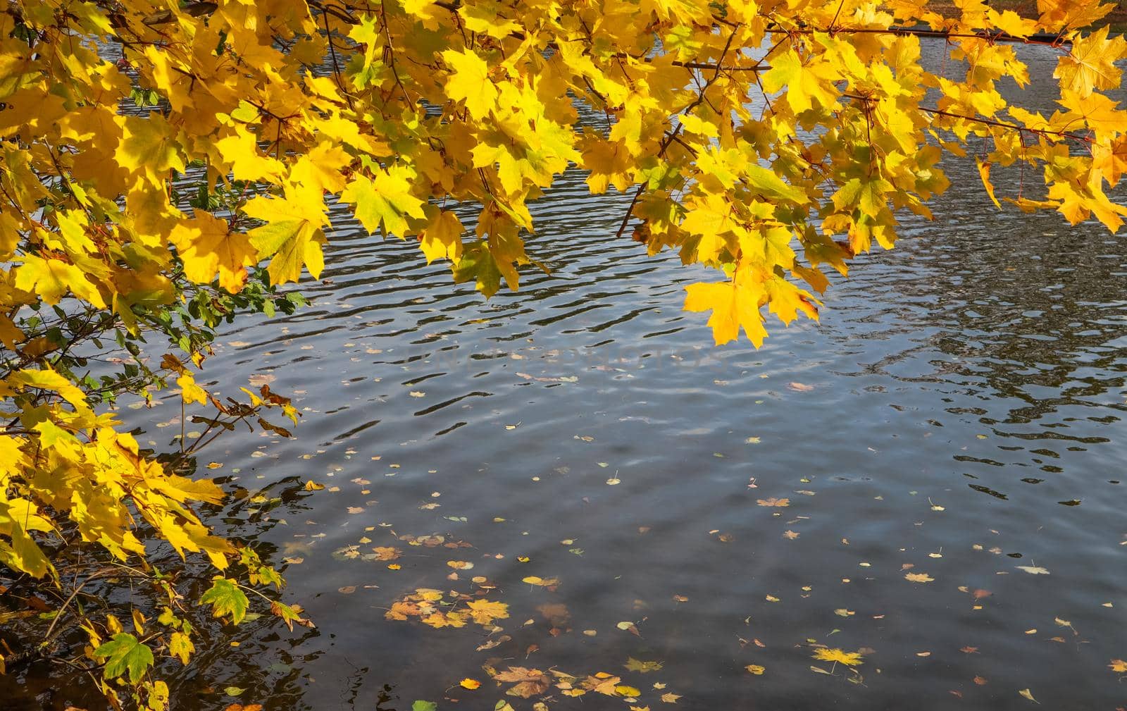 Bright yellow leaves on a maple by the river on a sunny autumn day