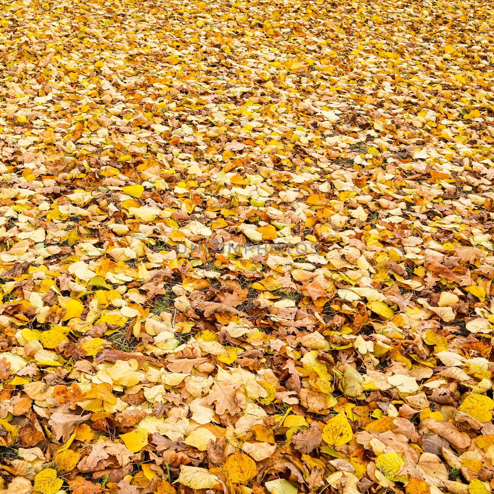 Fallen yellow leaves in the park in autumn. Nature background