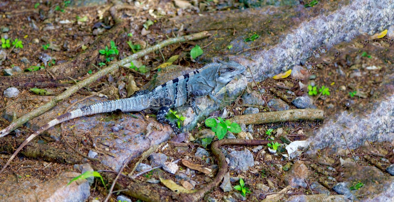 A beautiful lizard basks on the rocks in the park.