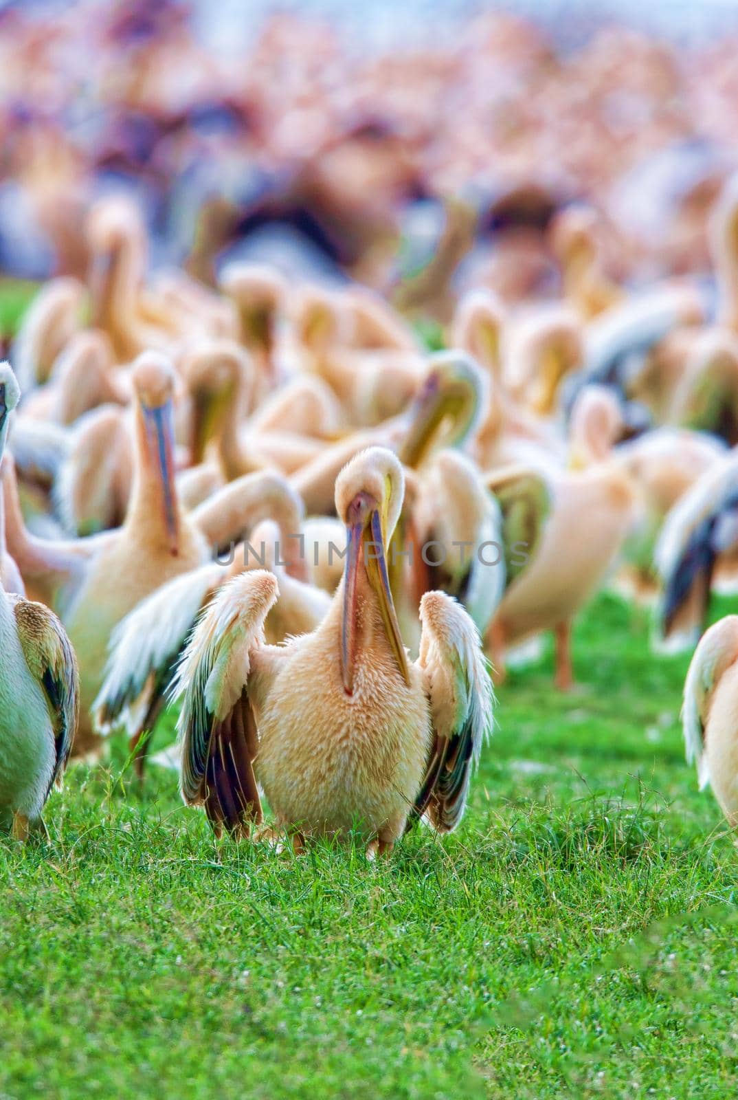 A flock of pelicans in the national park Nakuru, Kenya, wildlife.