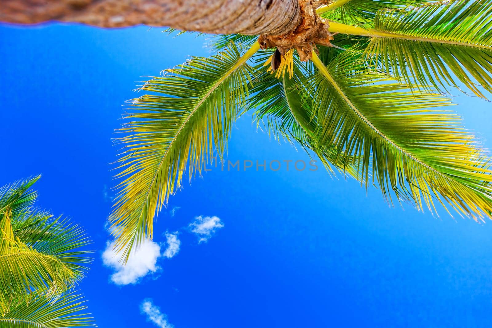 Luxurious coconut palm against the sky, on one of the islands of the Caribbean archipelago. Bottom view.