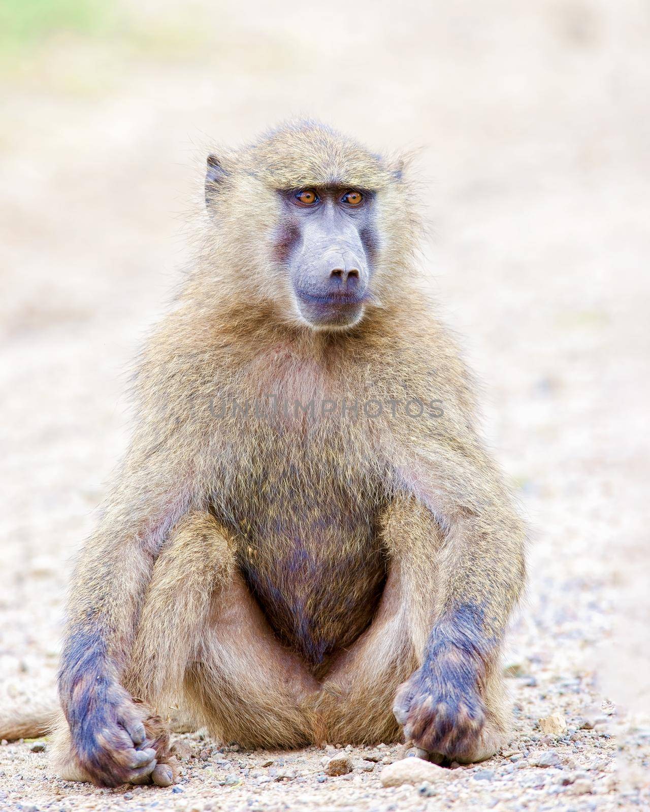 A baboon monkey is sitting on the sand and looking somewhere off into the distance. Kenya, a national park, wildlife.