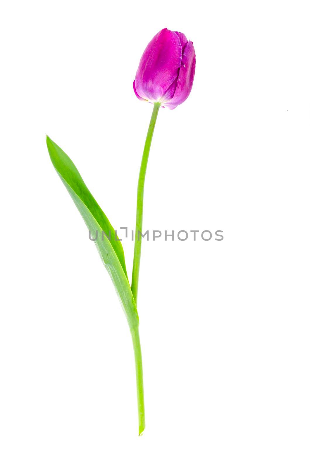 Single burgundy tulip on white background. Photo by ArtCookStudio