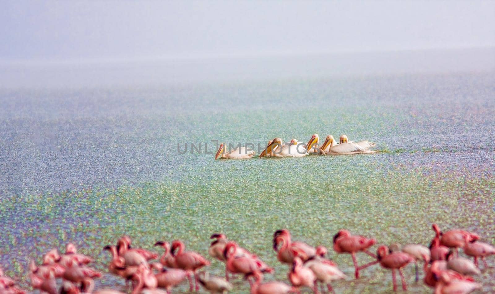 Nakuru National Park. Flamingo on the lake in the rain. Kenya, wildlife.