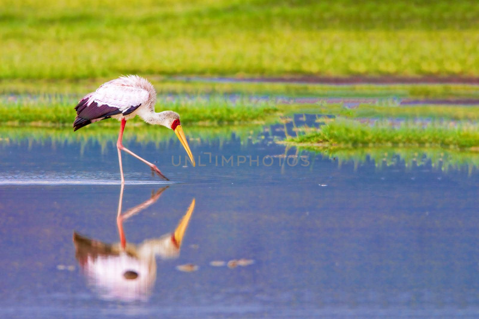 A heron catches larvae on a nakuru lake in Kenya. Wild nature.