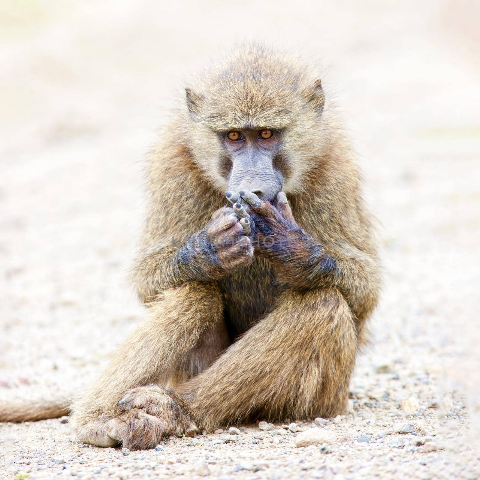 A baboon monkey is sitting on the sand and looking at its paw, wildlife. Kenya, a national park.