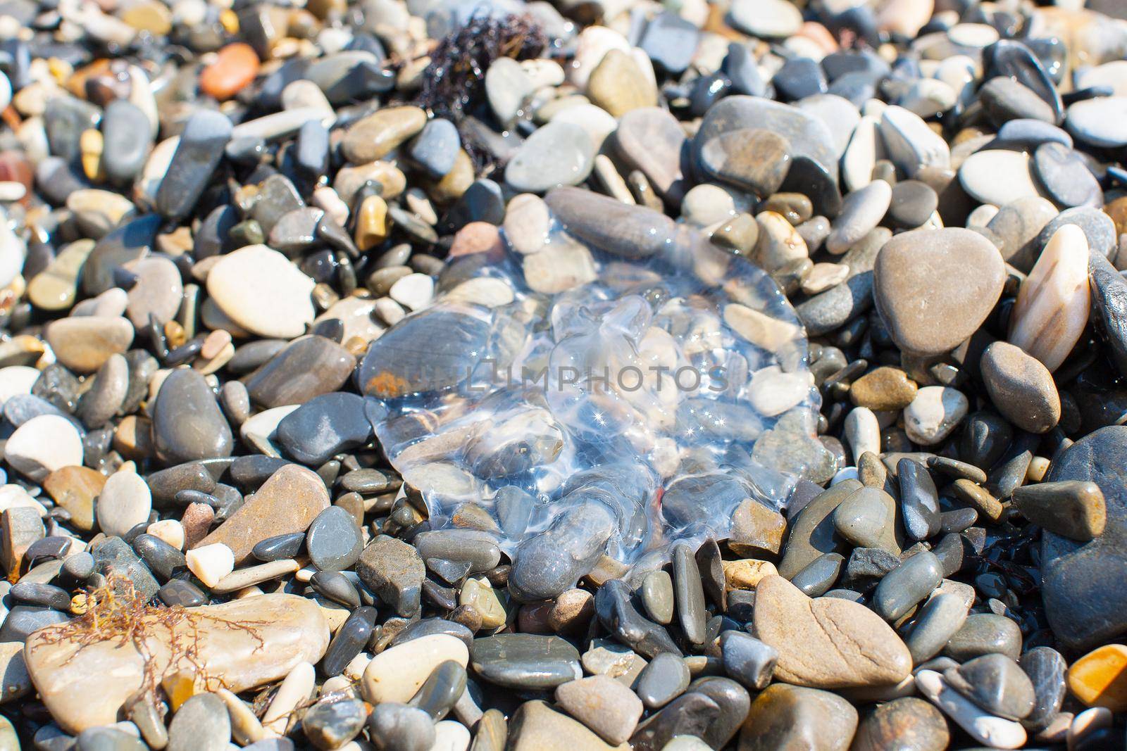 Jellyfish on the rocks aborted sea