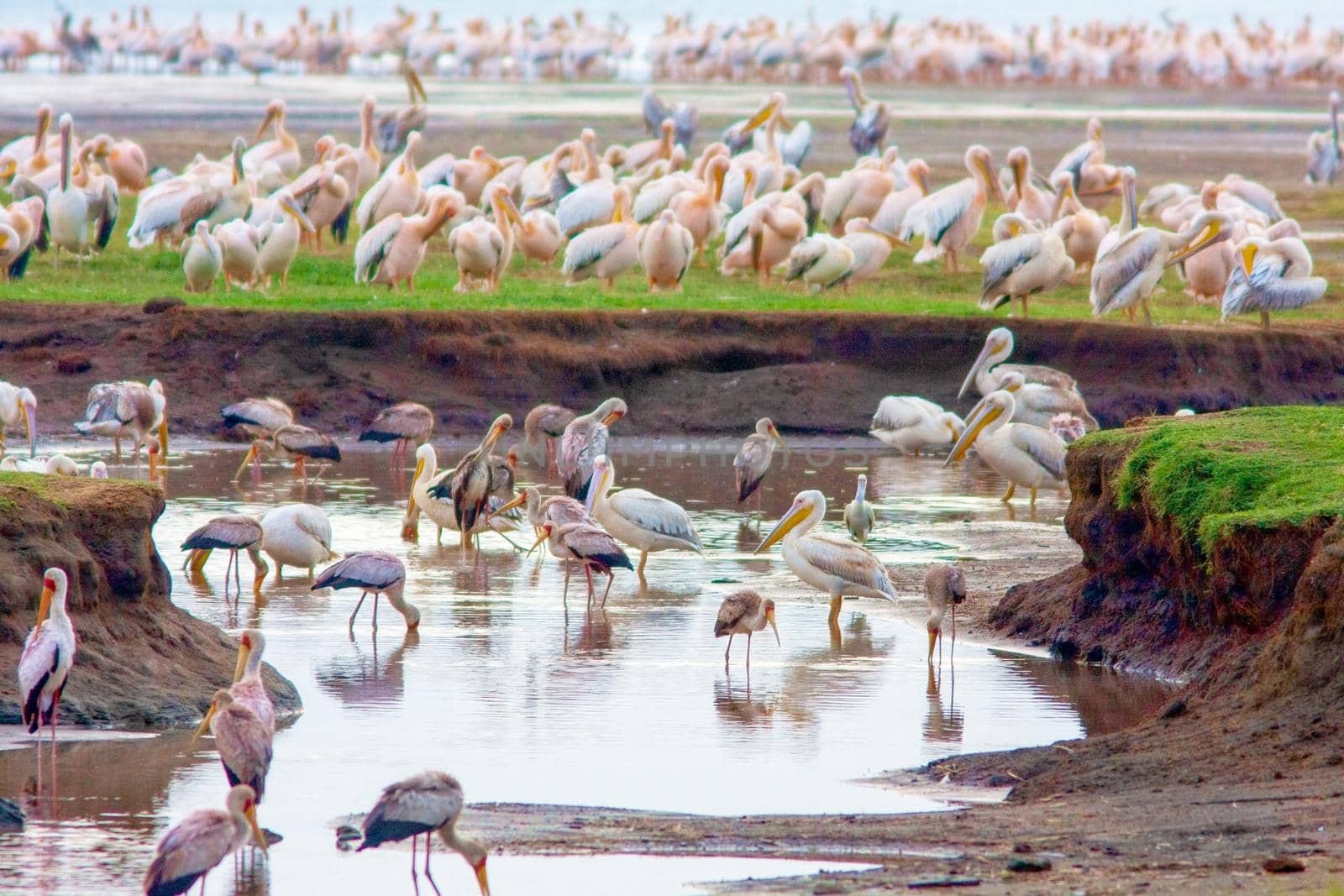 Flocks of birds on Lake Nakuru - one of the lakes of the East African rift valley. Wild nature. Kenya.