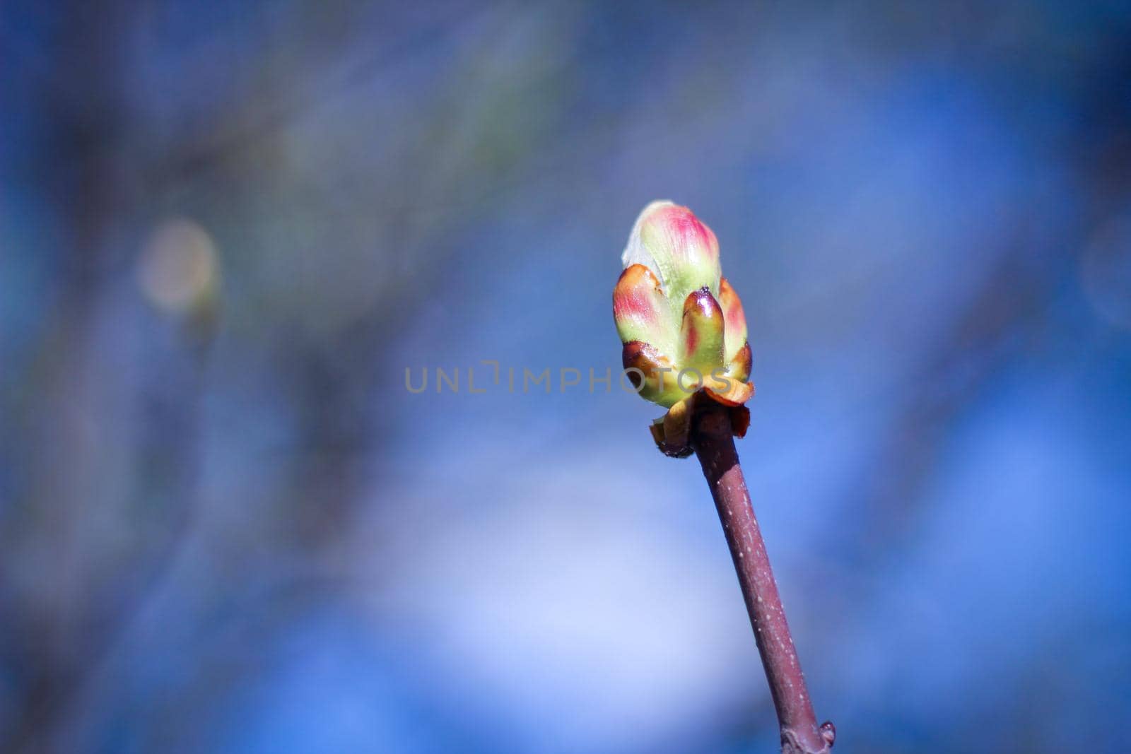 Closeup tree bud on blue sky background. Concept of spring inspiration.