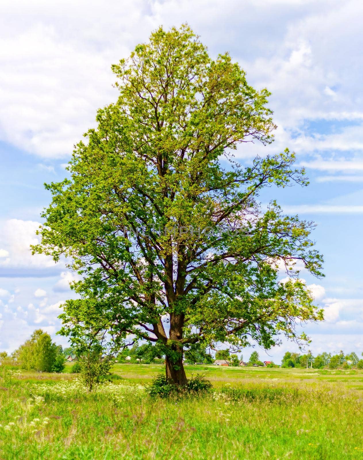Beautiful, green oak standing in the middle of the field in the vast expanses of Russia. Ecology concept, wildlife.