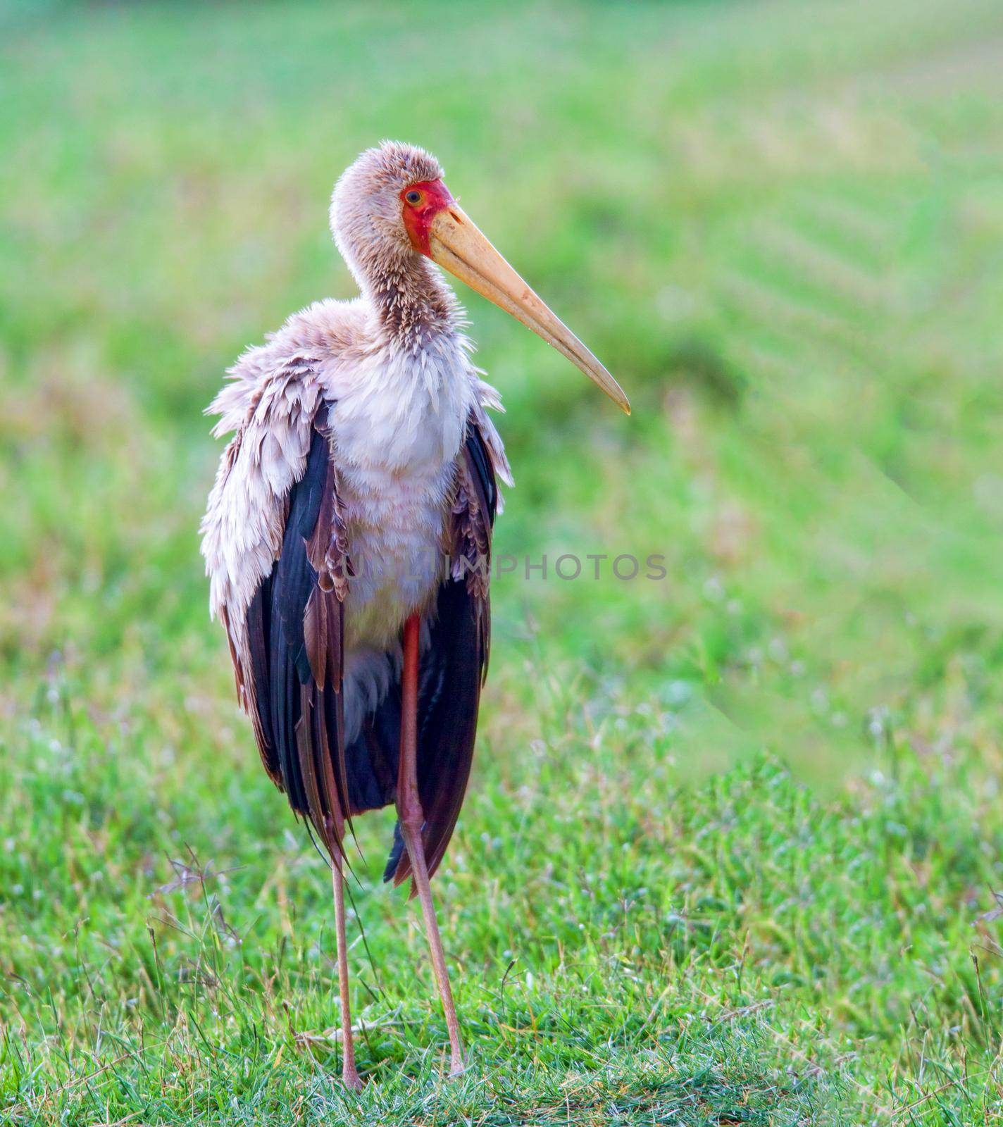 Wild nature. Marabou at Masai Mara Park in Kenya