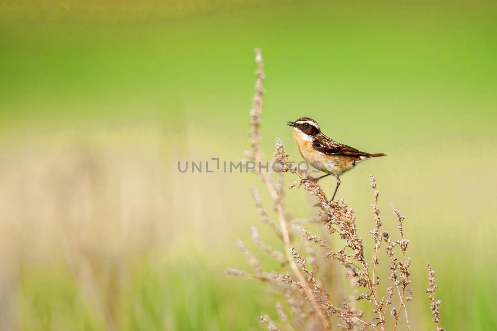 Stonechat. A small birdie, the size of a robin, is sitting in a thin grass sprig, in summertime, among the endless fields of Russia. The concept of wildlife and its conservation.