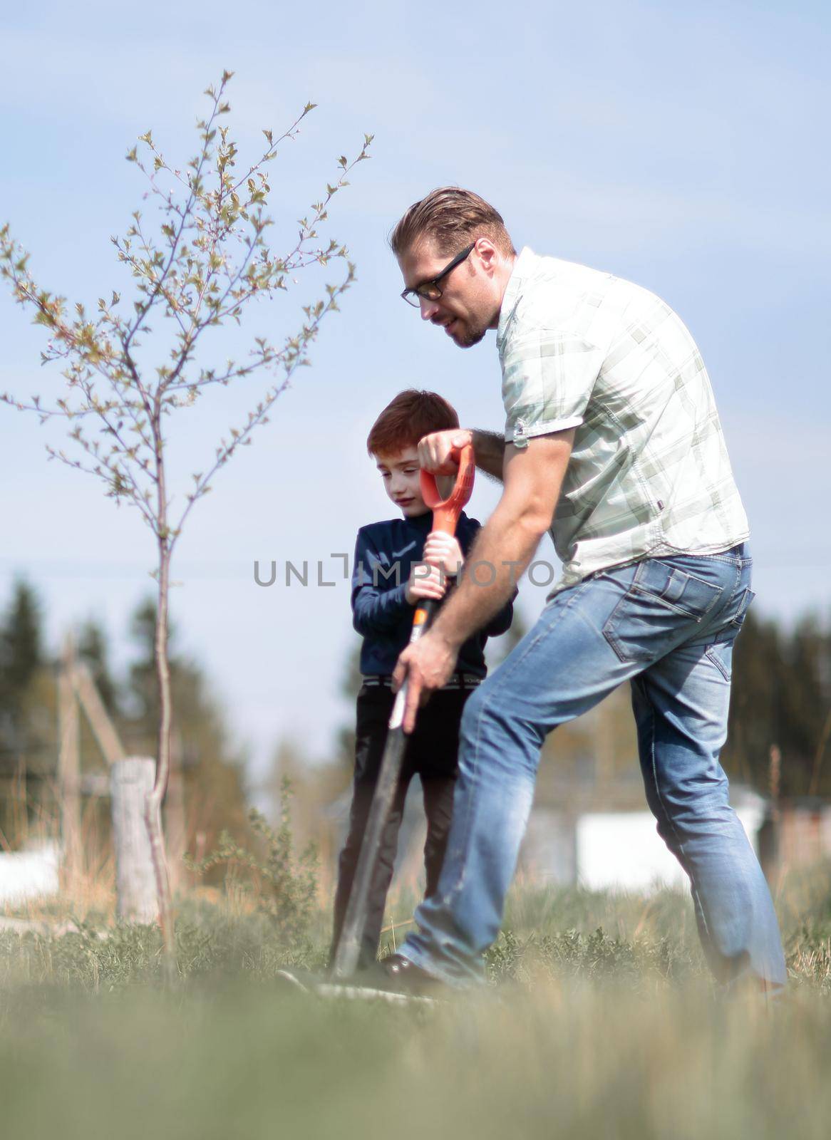 son and father plant a tree together .the concept of family education