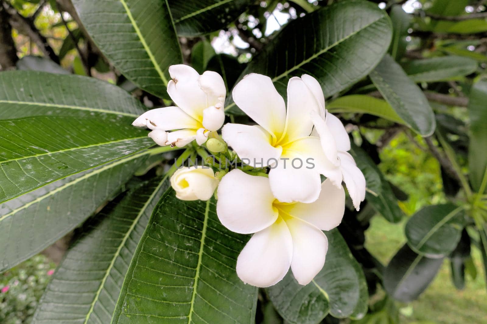 Plumeria or frangipani flower, Tropical flower.Lush tropical garden with assorted colorful flowers and plants