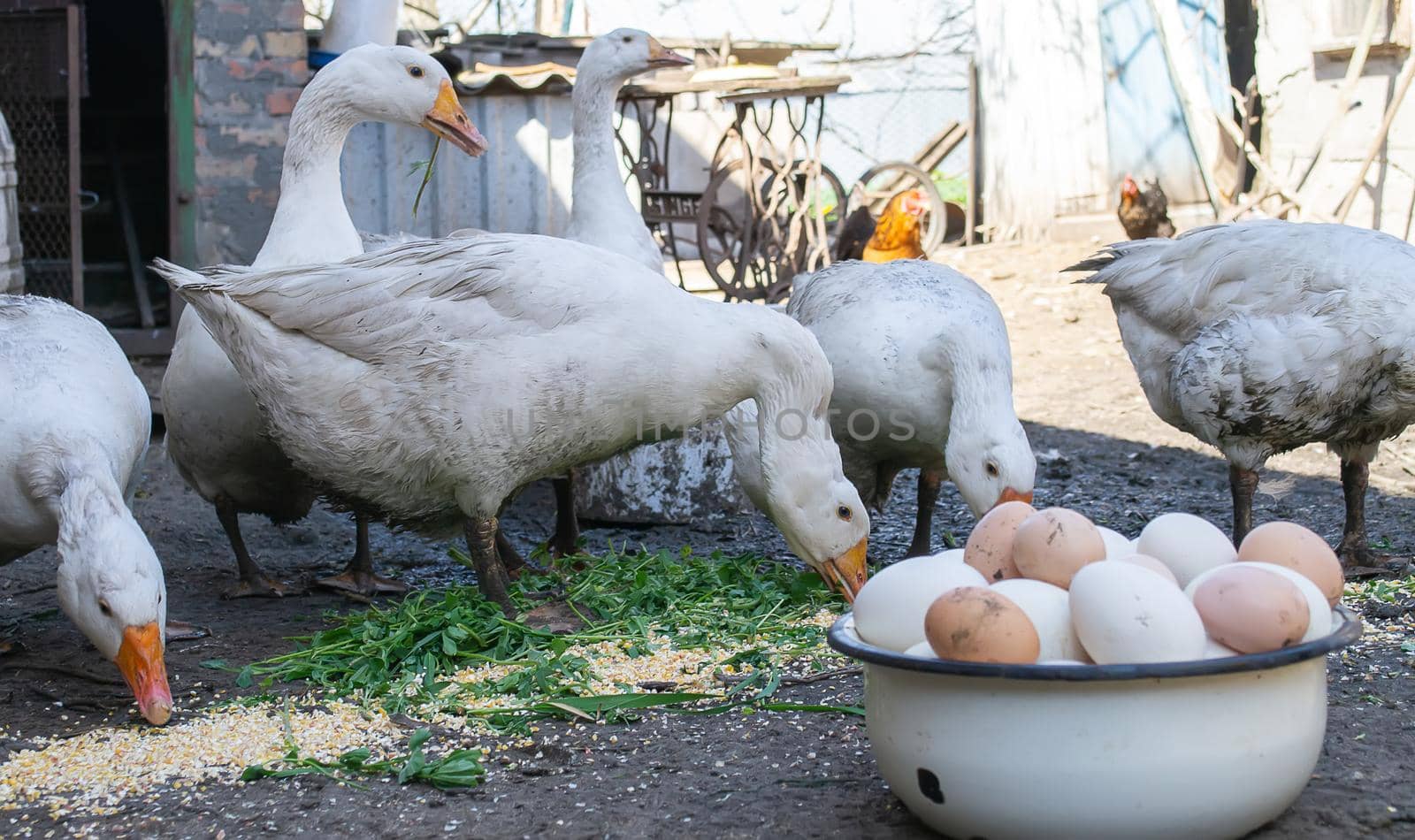 geese and chicken on the farm, eggs in a bowl.