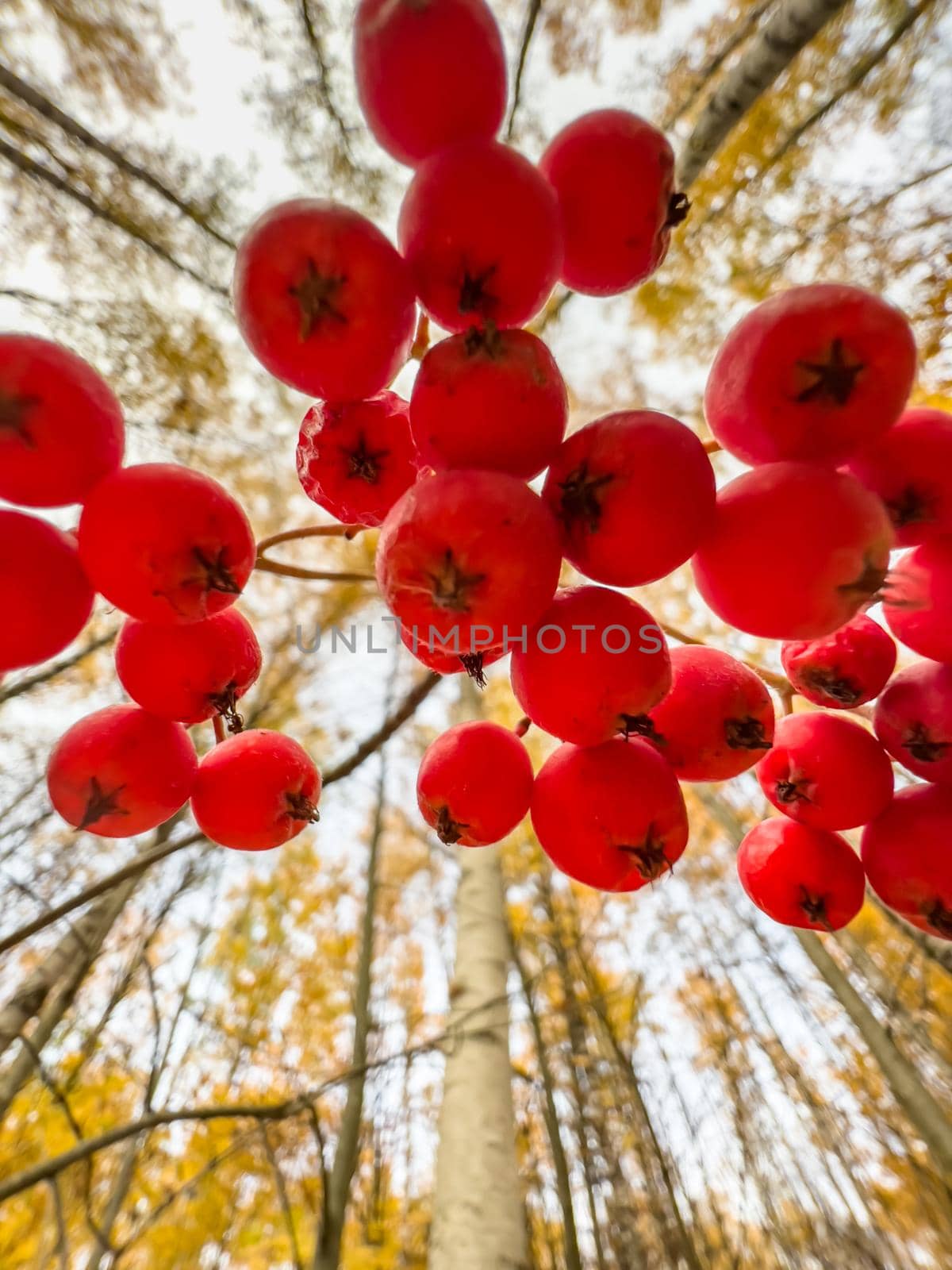 The close-up view of red rowan berries on branches against the background of an autumn park, yellow leaves and black tree branches. High quality photo
