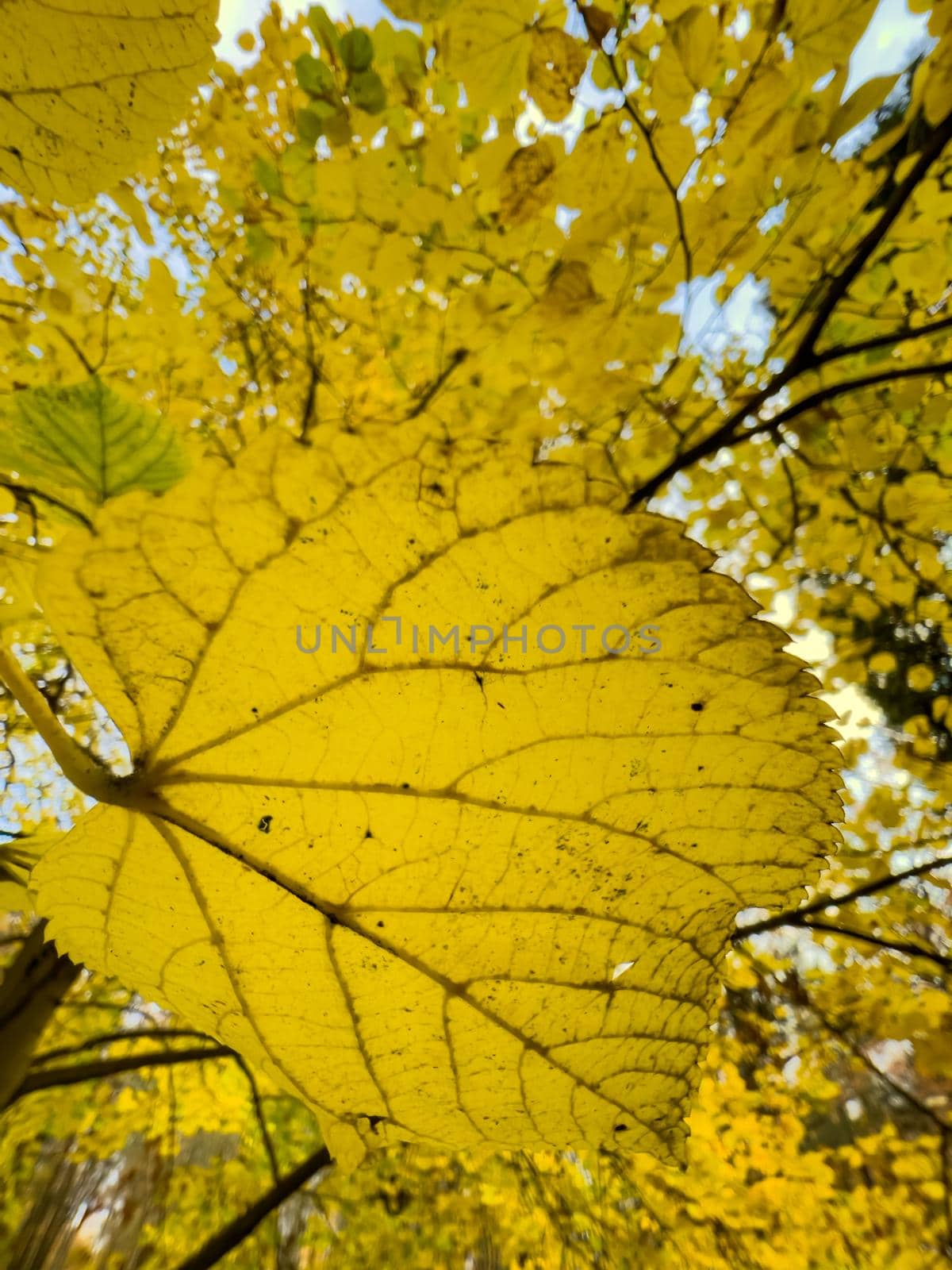 The yellow leaf heading on the tree, close-up view, autumn is in full swing, black tree trunks. High quality photo