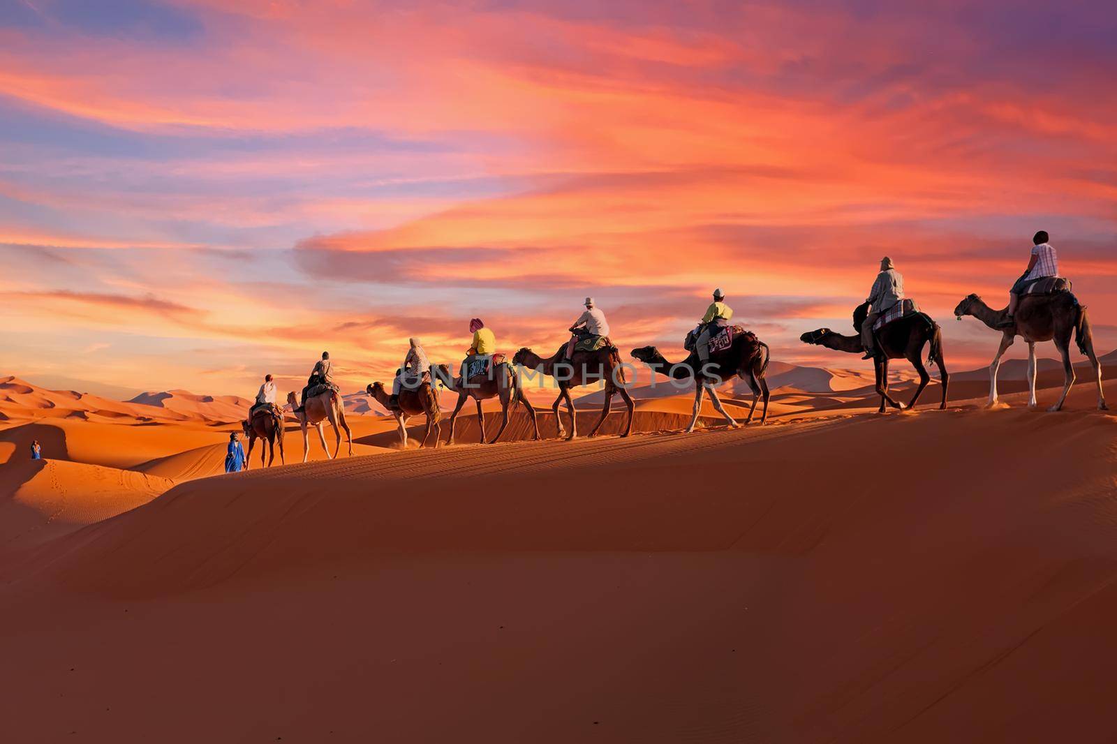 Camel caravan going through the Sahara desert in Morocco at sunset by devy