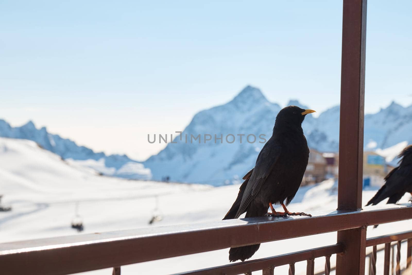 High quality photo about raven sitting on the railing, crow in the mountains, bird, blurred background, close-up