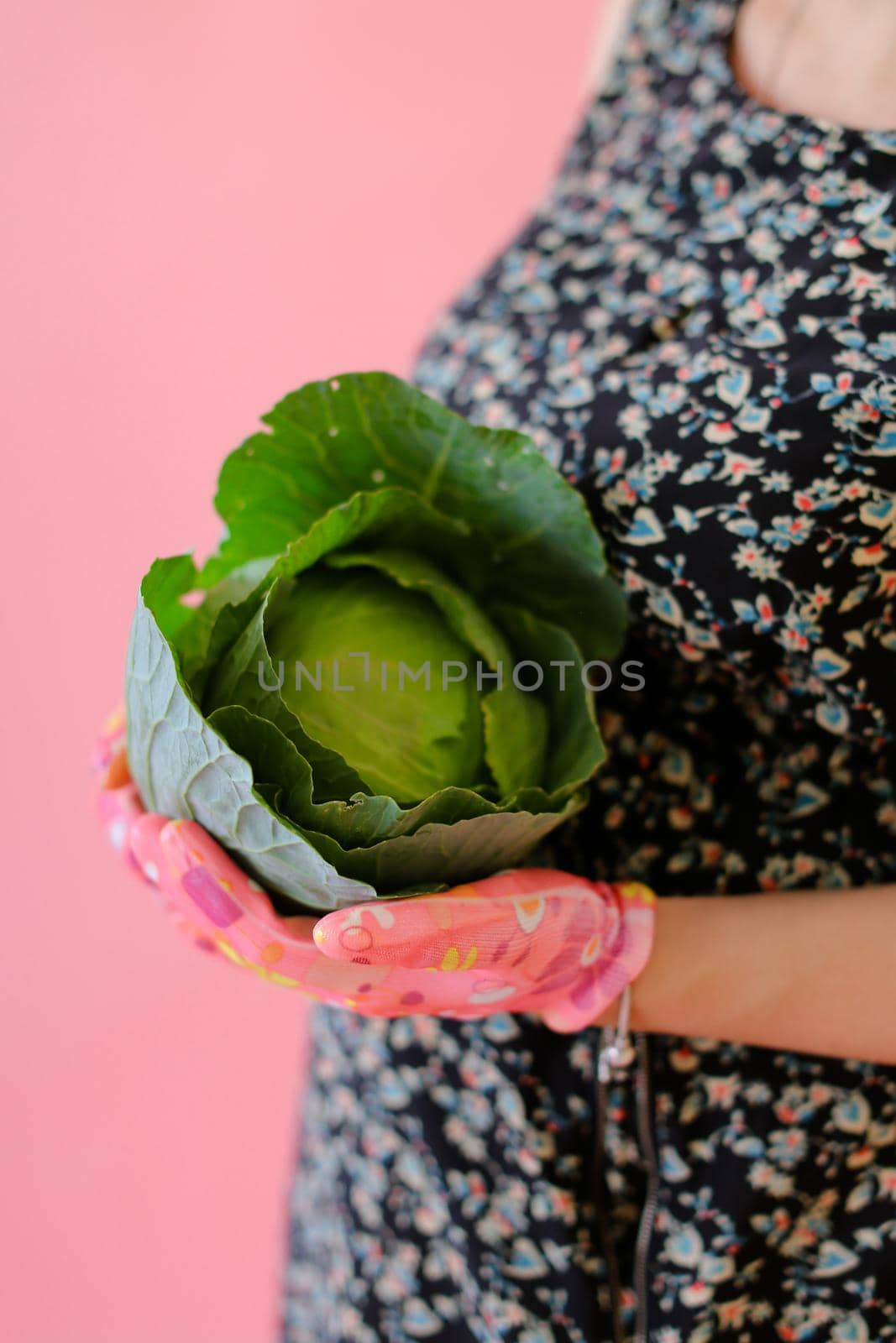 Closeup female person keeping cabbage in pink monophonic background. Concept of harvest and photo session at studio.