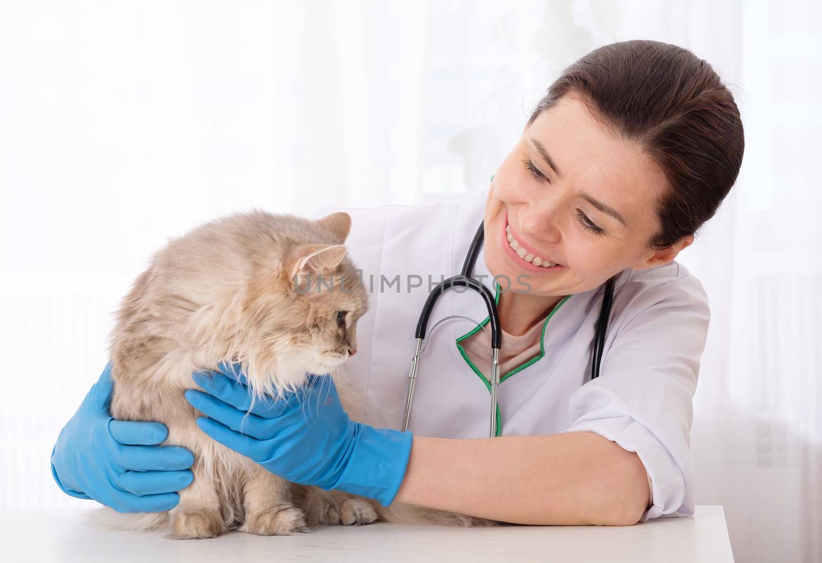 Hard-working vet physician inspecting gray hairy patient cat