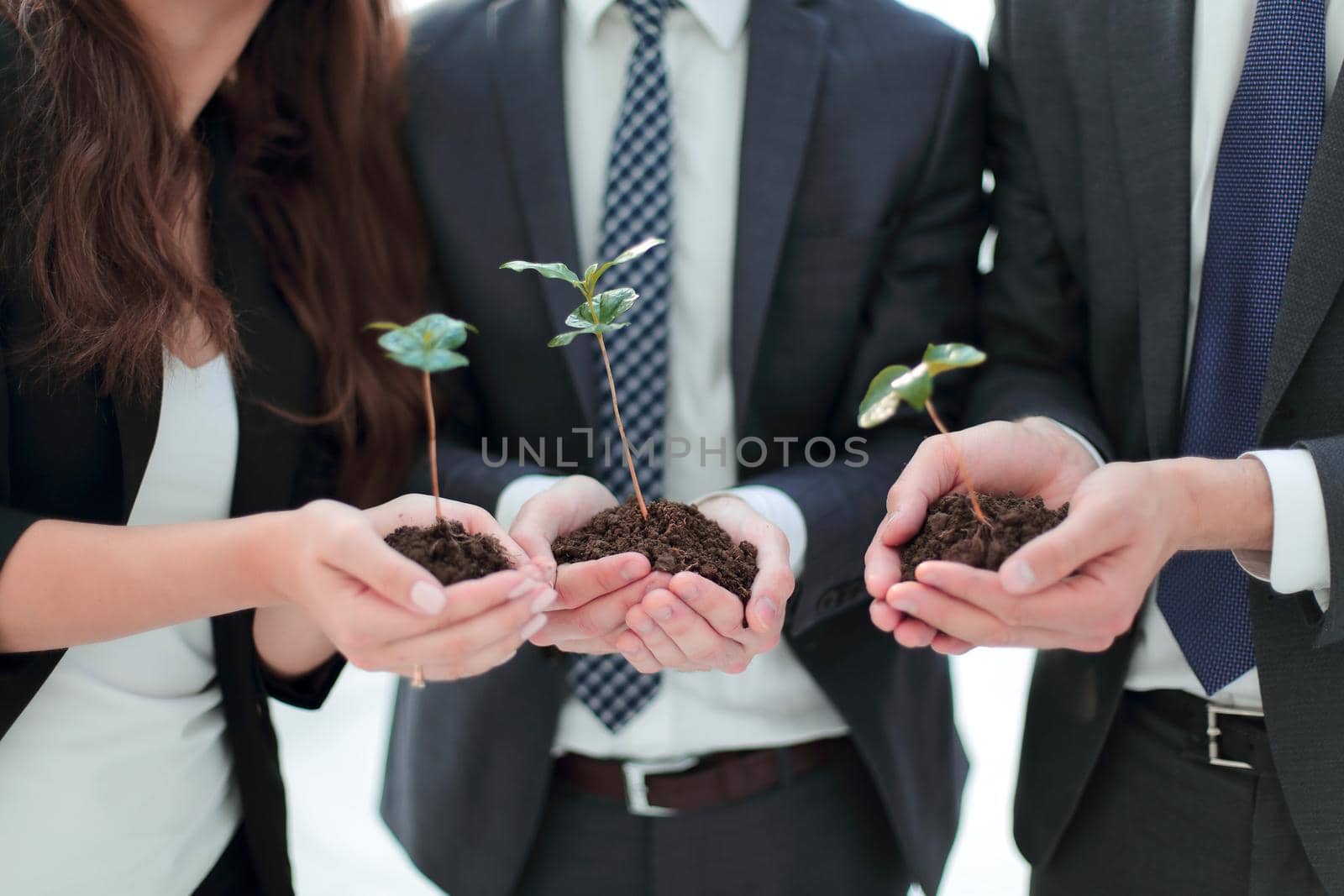 close up.young shoots in the hands of young businessmen.development concept