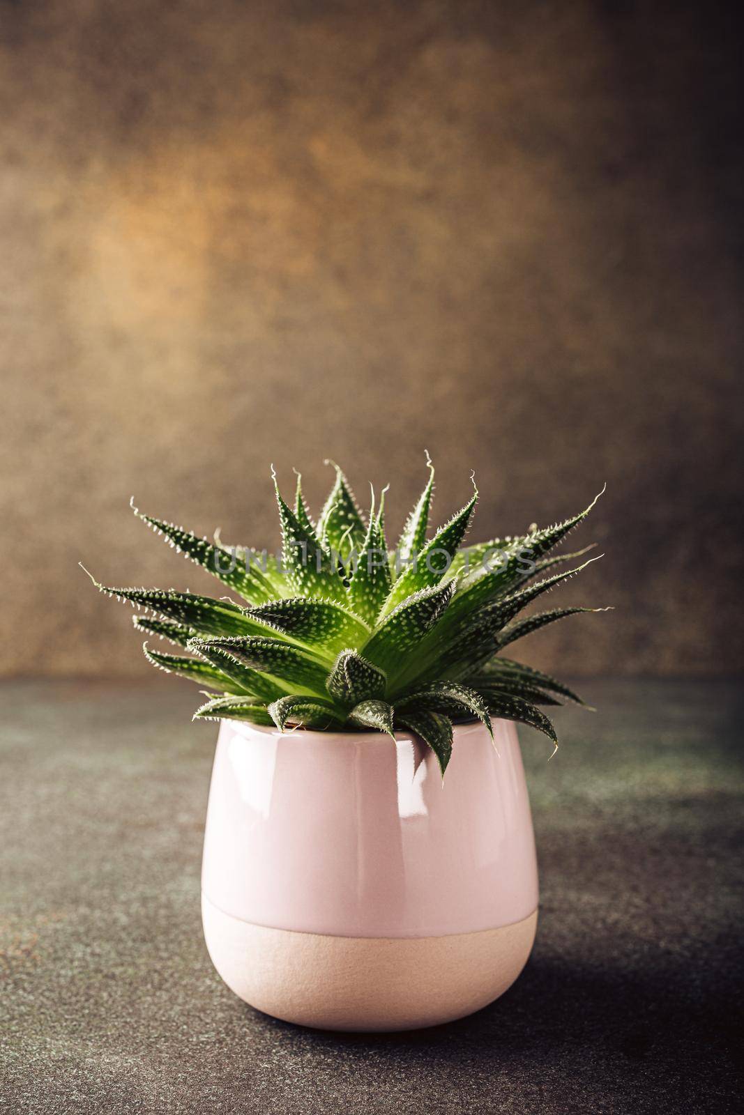 Indoor houseplant succulent in pink ceramic pot on brown background with copy space.