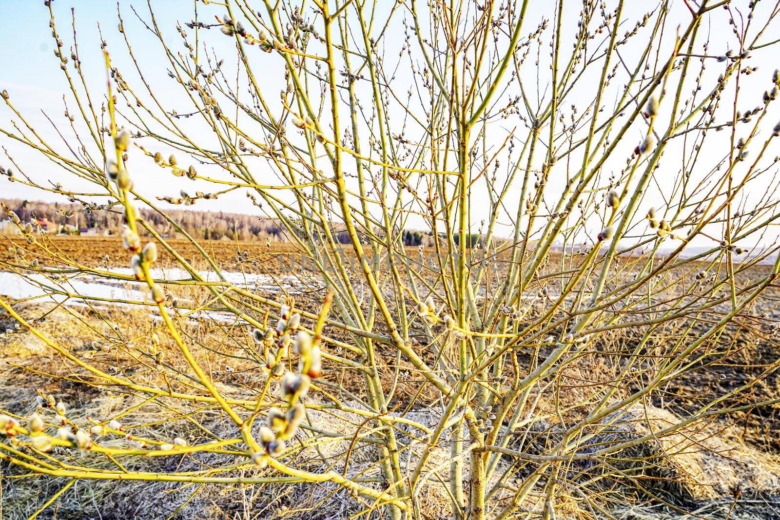 A willow branch in early spring. by kolesnikov_studio