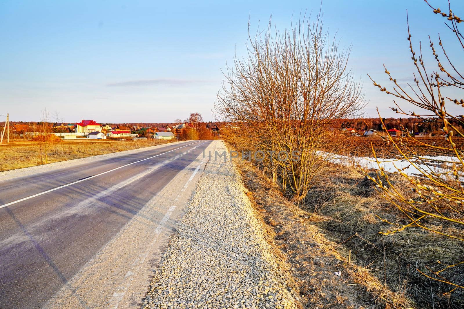 ust blooming willow twigs in the early spring near the road stretching into the distance. Russia, Dmitrovsky district. Moscow region.