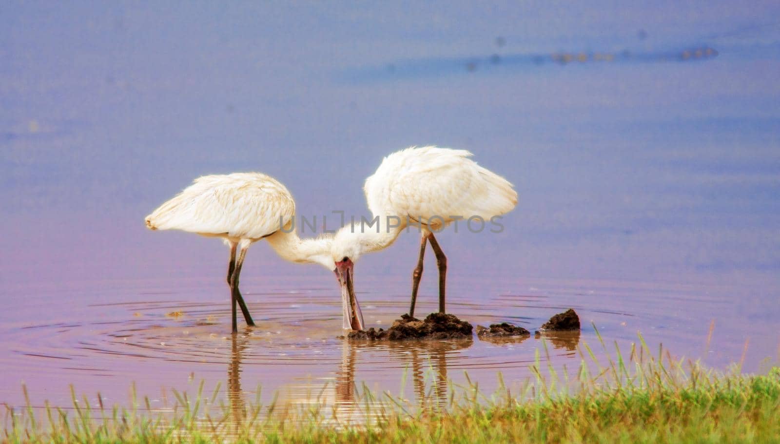 A heron catches larvae on a nakuru lake in Kenya. Wild nature.