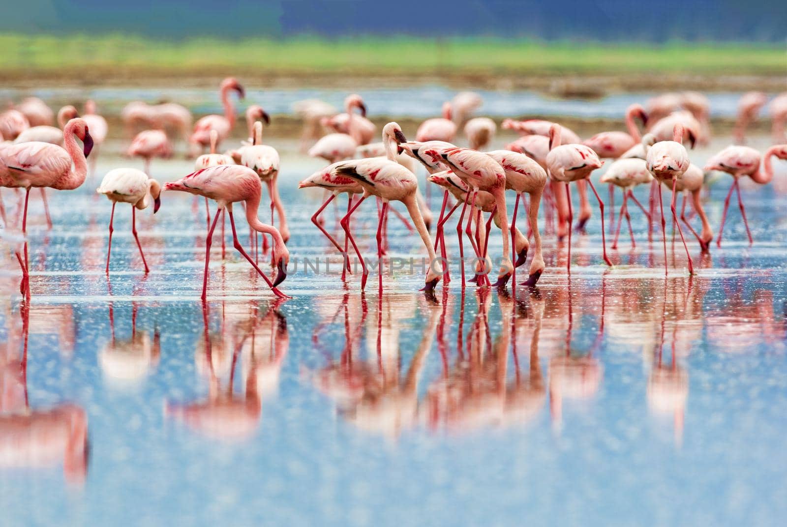 A flock of pink flamingos on Lake Nakuru, Kenya. Wildlife national park.