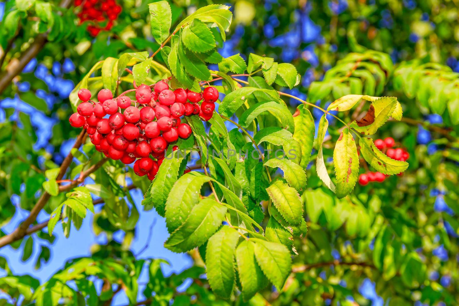 Juicy berries of ripe mountain ash on a sunny summer day.