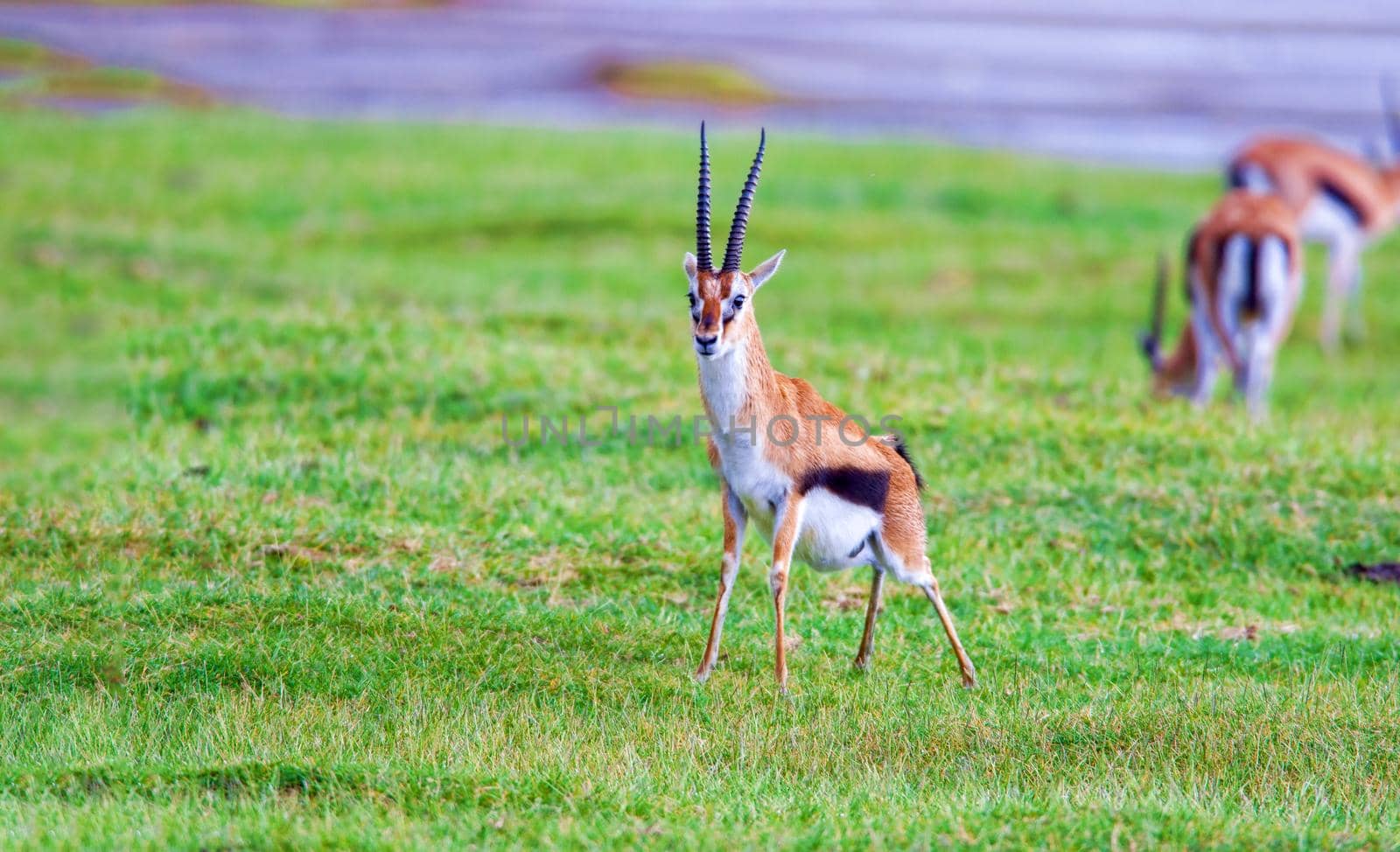 Kenya Wildlife, Tomashon's Gazelle or Tommy by kolesnikov_studio