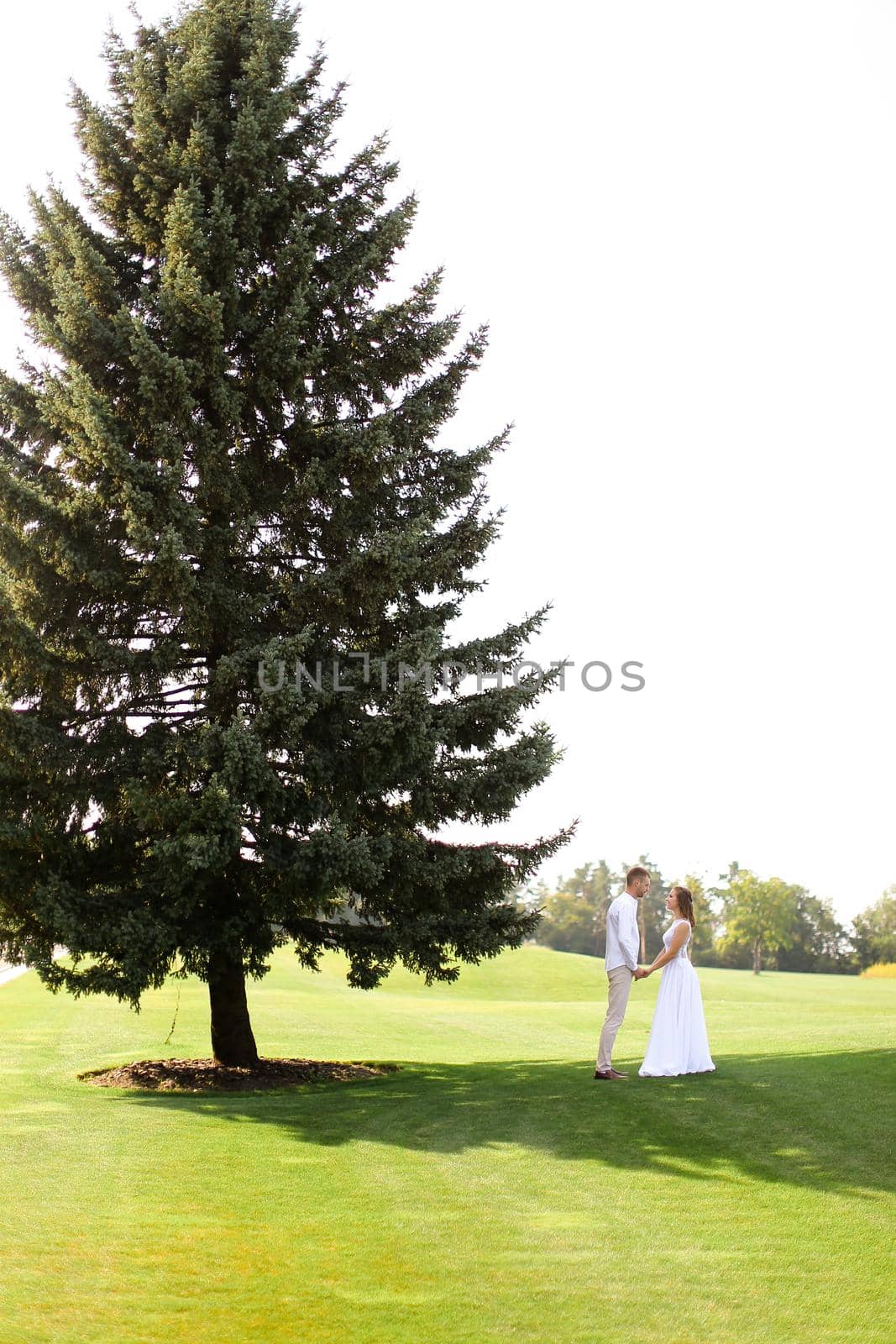 Young american bride and groom walking near green big spruce on grass in white sky background. Concept of evergreens and wedding.